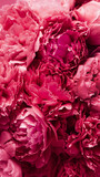 2023 color Viva Magenta, beautiful pink peony flower background