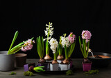 planting winter or spring flowers hyacinth on black background, gardening concept