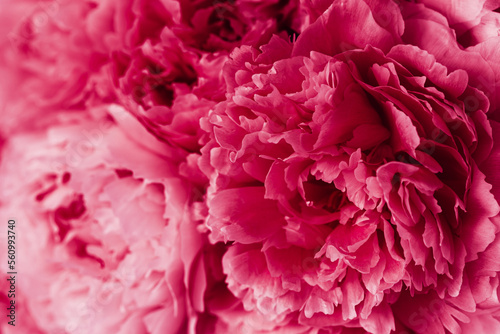 2023 color Viva Magenta  beautiful pink peony flower background