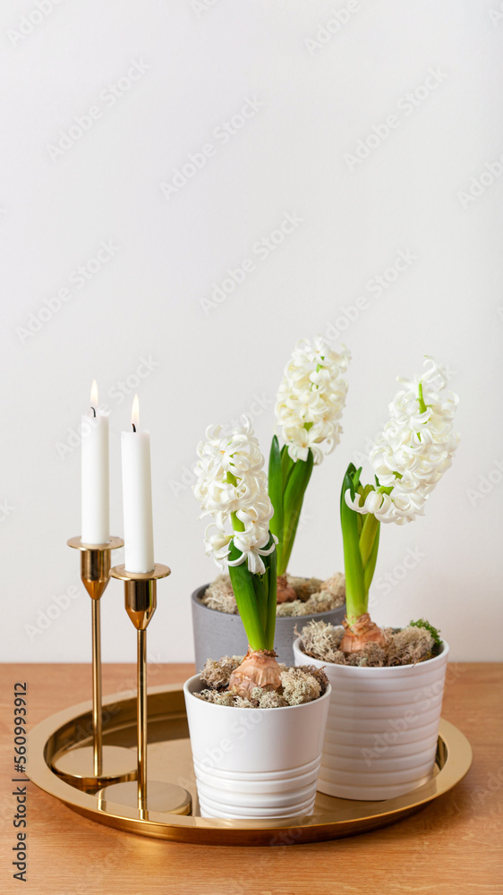 white hyacinth traditional winter christmas or spring flower and candles
