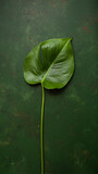 monstera leaf tropical plant on dark background