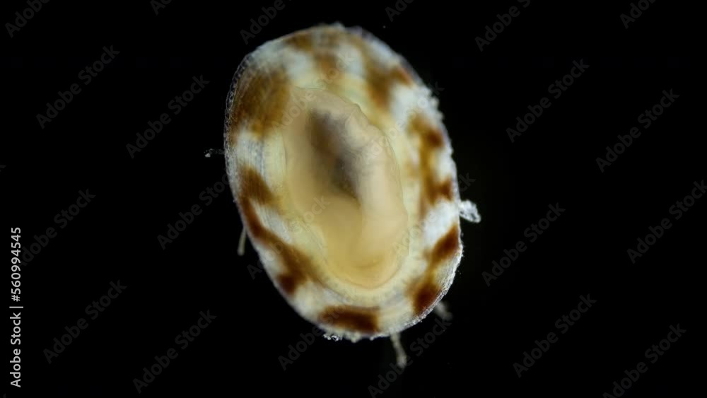 Mollusca family Lottiidae under a microscope, possible Testudinalia tessulata. Inhabits rocky and rocky areas of the bottom. White sea Mollusca family Lottiidae under a microscope, possible Testudinalia tessulata. Inhabits rocky and rocky areas of the bottom. White sea
