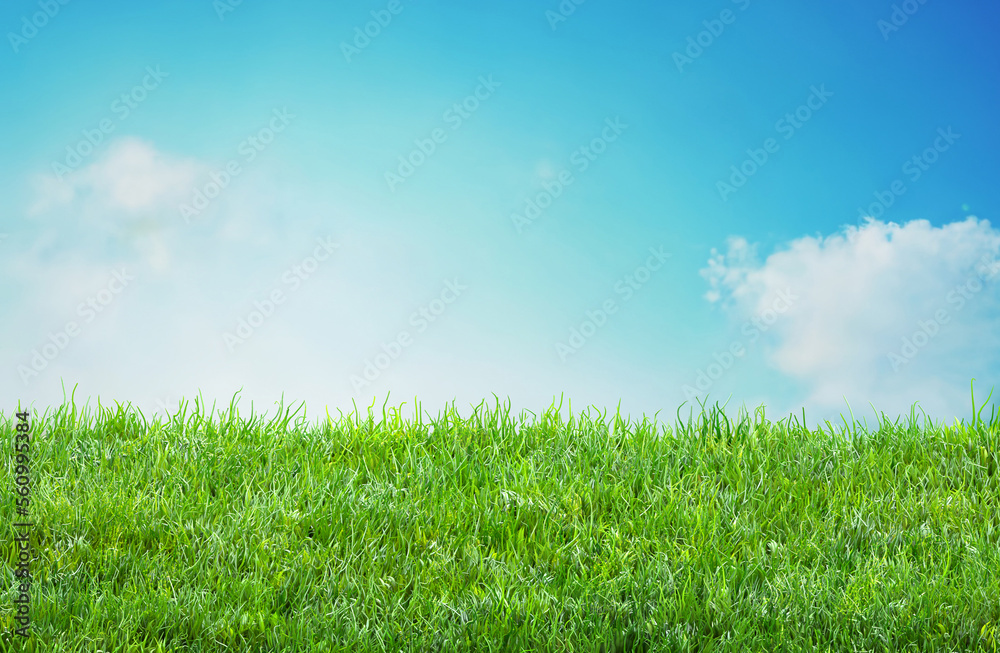 field grass background with blurred bokeh and blue sky landscape field grass background with blurred bokeh and blue sky landscape
