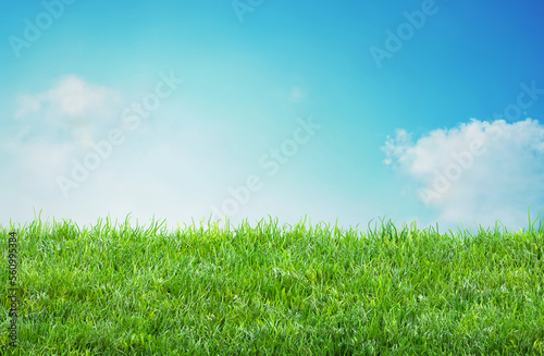 field grass background with blurred bokeh and blue sky landscape
