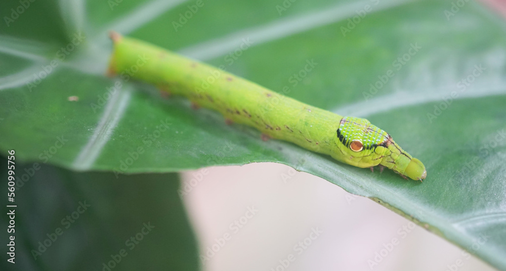 Cobra Caterpillar on green leaf, Close up shot Cobra Caterpillar on green leaf, Close up shot