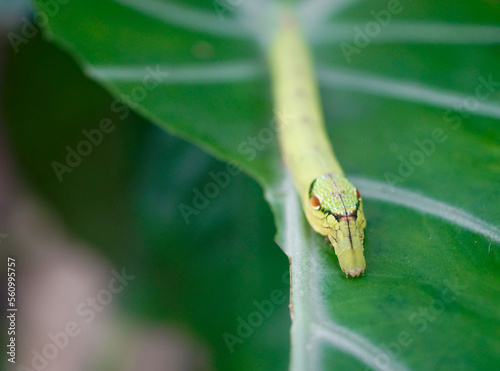Cobra Caterpillar on green leaf, Close up shot