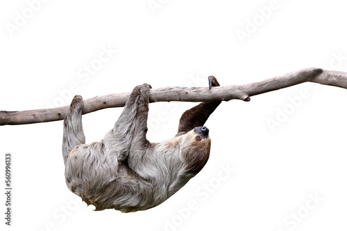 Cute two-toed sloth hanging on tree branch isolated on transparent background png file	 photo