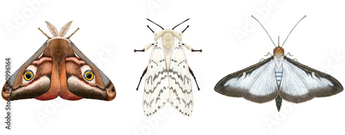 Emperor, Gypsy & Boxtree Moths