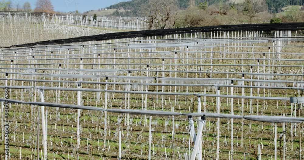Frost protection sprinkling on Apple trees after freezing cold night