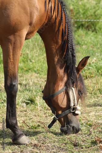 Koń gniady portret na łące latem © Seance_Photo_Sylwia
