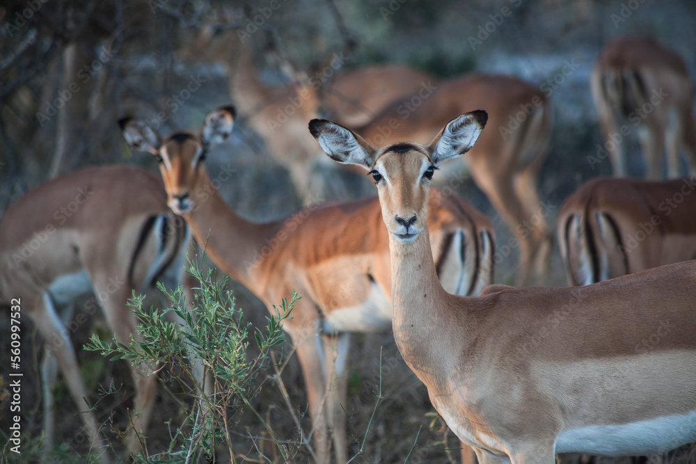 Herd of springbok (Antidorcas marsupialis) antelopes, Okavango Delta, Botswana Herd of springbok (Antidorcas marsupialis) antelopes, Okavango Delta, Botswana