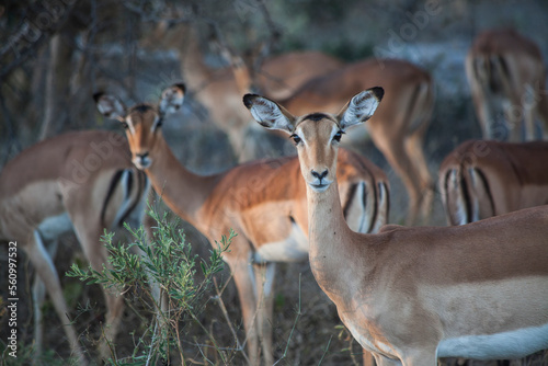 Herd of springbok (Antidorcas marsupialis) antelopes, Okavango Delta, Botswana photo