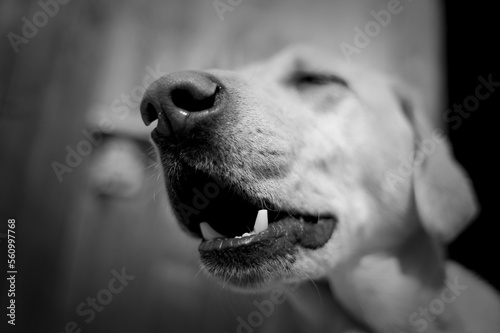 A yellow lab howls while sitting outside on a porch, Duxbury, Vermont (b/w).