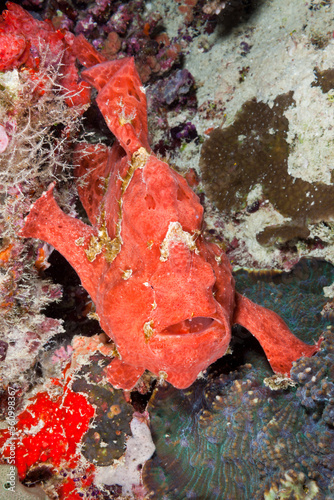 Red Spotted Frogfish (Antennarius pictus) photo