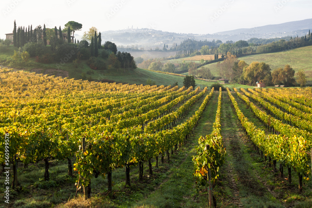 Paesaggio di Toscana con vigneto di malvasia verso le torri di San Gimignano