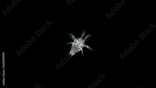 Larva Nauplius, order Calanoida under a microscope, possible copepoda Acartia longiremis, family Acartiidae. White sea photo