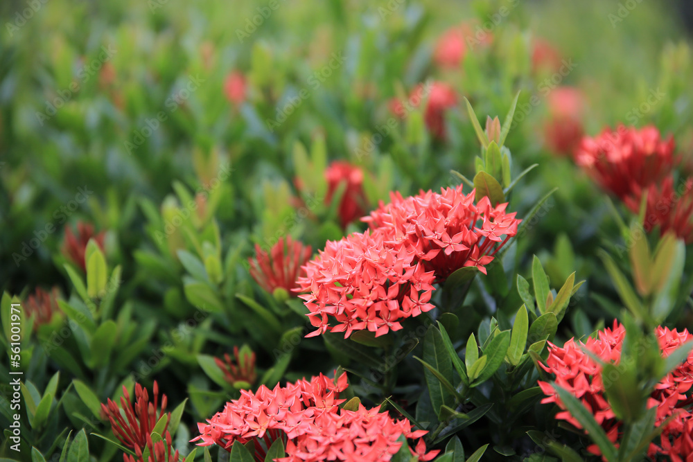 the Red Ixora flowers , the nature concept