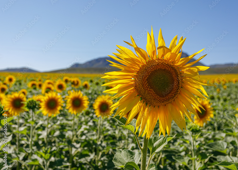 sunflower field with sky