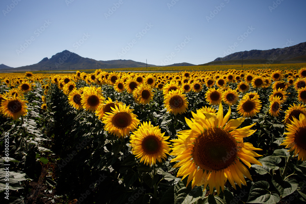 Obraz premium sunflower field with sky