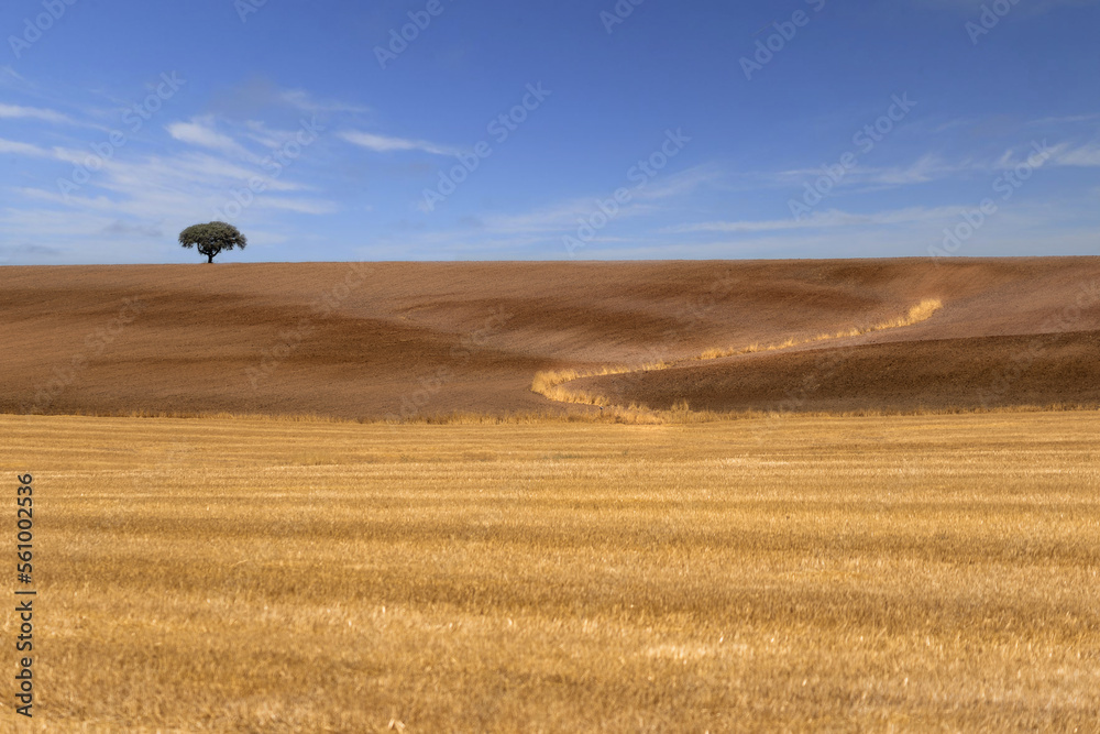 Obraz premium wheat field with sky