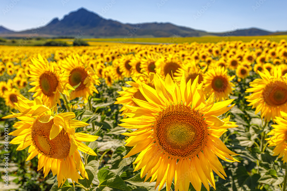 Fototapeta premium sunflowers in the field