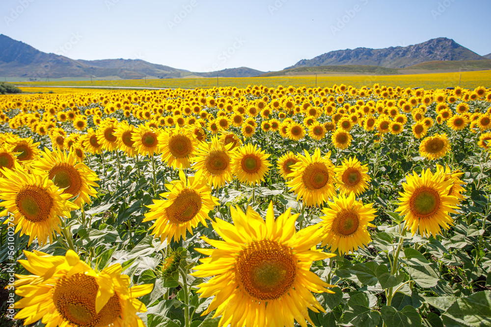 Fototapeta premium field of sunflowers