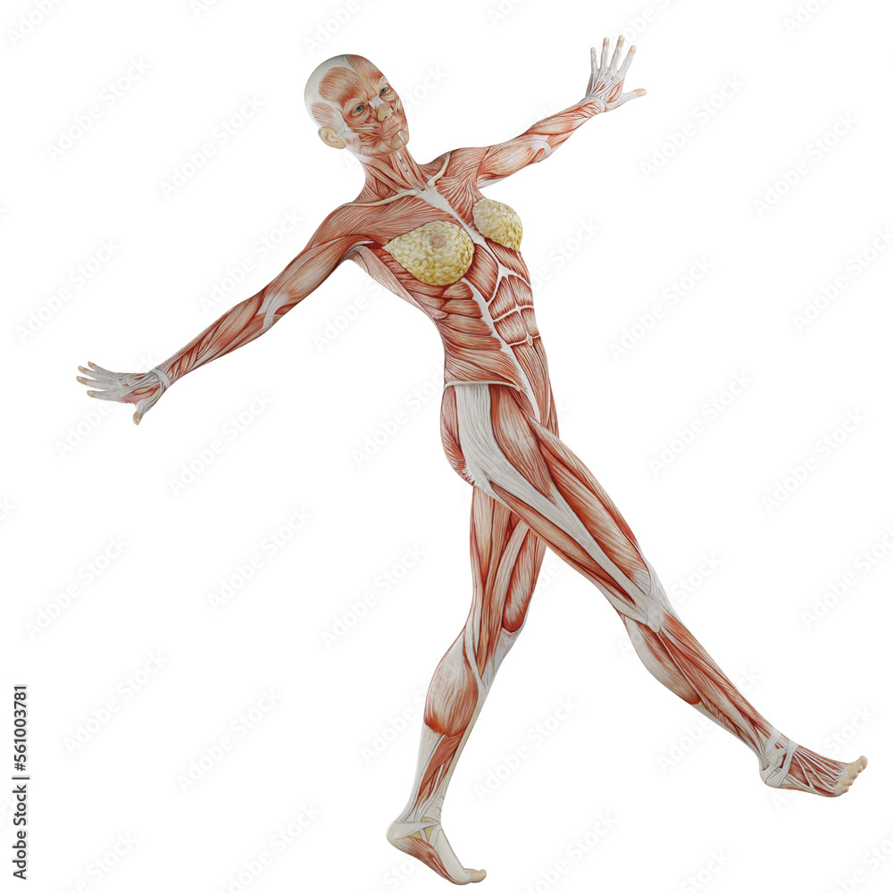female body anatomy posing with transparent background female body anatomy posing with transparent background