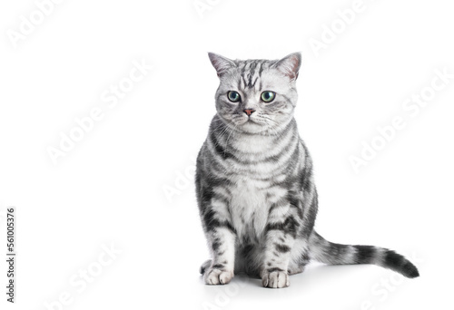 Fotografie Kitten isolated on white