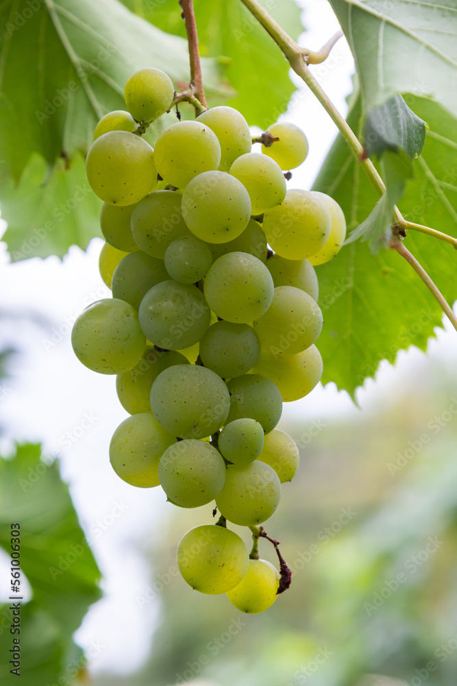 Ripe grapes grow on bushes. Bunch of grapes before harvest