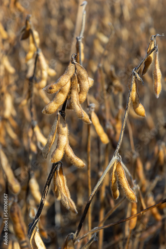 Soybean fields. Ripe golden-yellow soybean pods at sunset. Soybean field in the golden glow. Blurred background, shallow depth of field The concept of a good harvest. Macro © Oleh Marchak