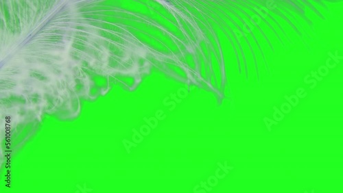 Rotating feather in green screen.  feather  background 