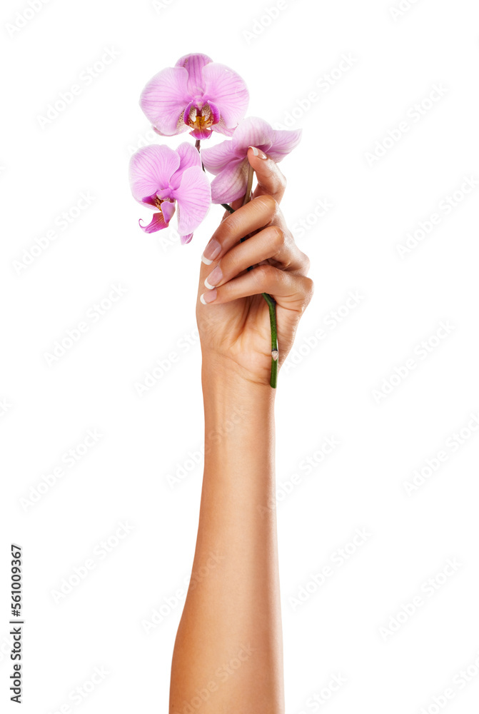 Orchid flower, woman and hand with manicure nails for spa or beauty salon treatment on white background. Female model with pink flowers for floral background, beauty and health with natural cosmetics Orchid flower, woman and hand with manicure nails for spa or beauty salon treatment on white background. Female model with pink flowers for floral background, beauty and health with natural cosmetics