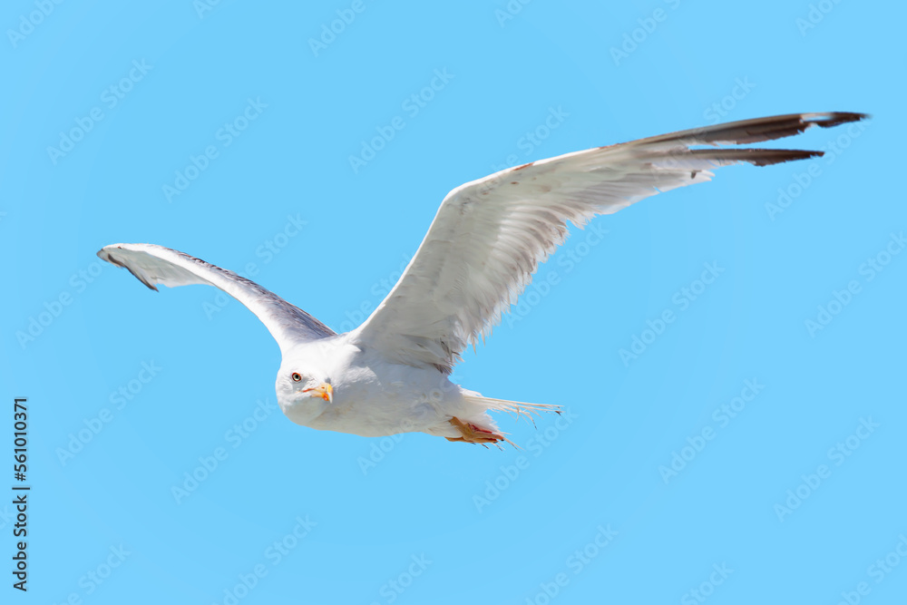 Fototapeta premium Seagull soaring in the blue sky 