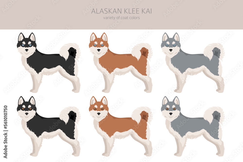 Alaskan Klee Kai all colours clipart. Different coat colors set