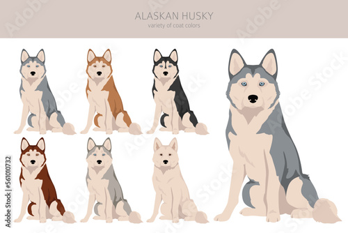 Alaskan husky clipart. Different poses, coat colors set