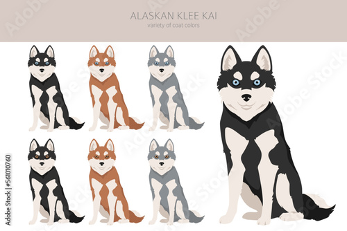 Alaskan Klee Kai all colours clipart. Different coat colors set
