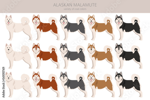 Alaskan malamute all colours clipart. Different coat colors and poses set