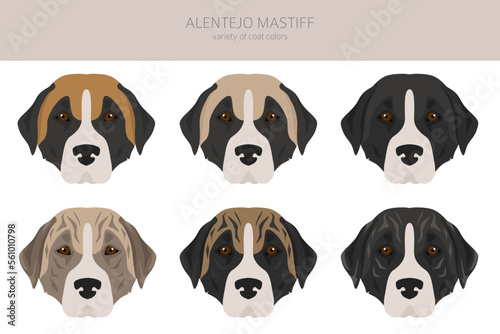 Fototapeta Naklejka Na Ścianę i Meble -  Alentejo mastiff all colours clipart. Different coat colors set