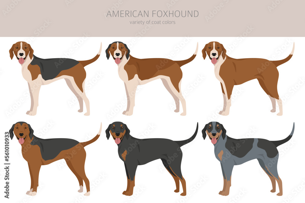 American foxhound all colours clipart. Different coat colors set