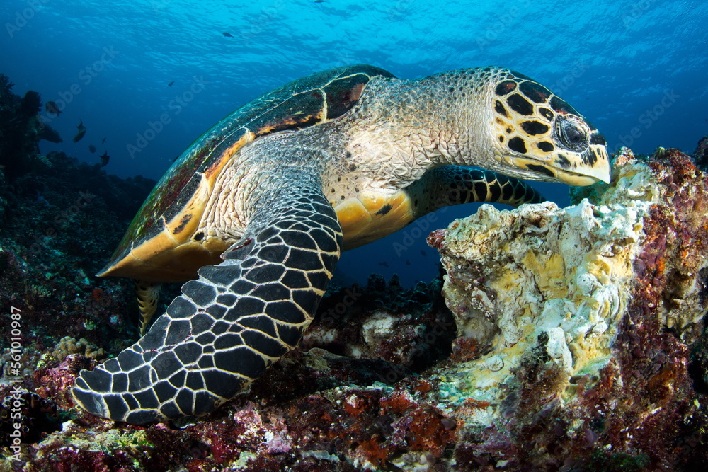 Obraz premium Hawksbill Turtle Nusa Penida Indonesia