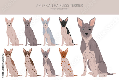 American hairless terrier all colours clipart. Different coat colors and poses set