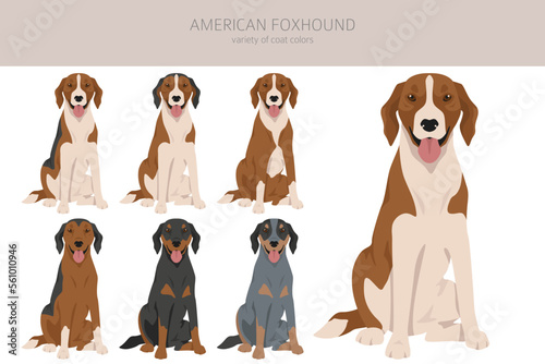 American foxhound all colours clipart. Different coat colors set