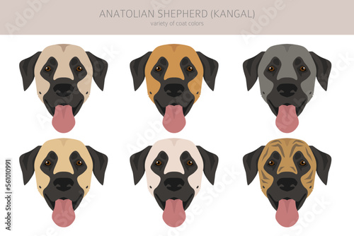 Anatolian shepherd all colours clipart. Different coat colors and poses set