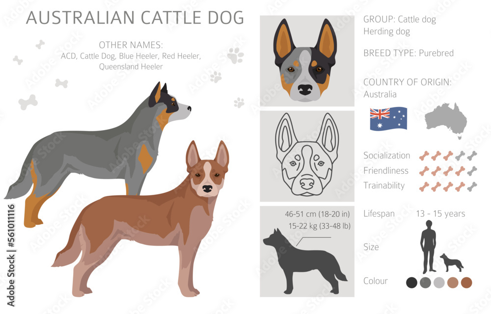 Australian cattle dog all colours clipart. Different coat colors and poses  set Stock Vector | Adobe Stock