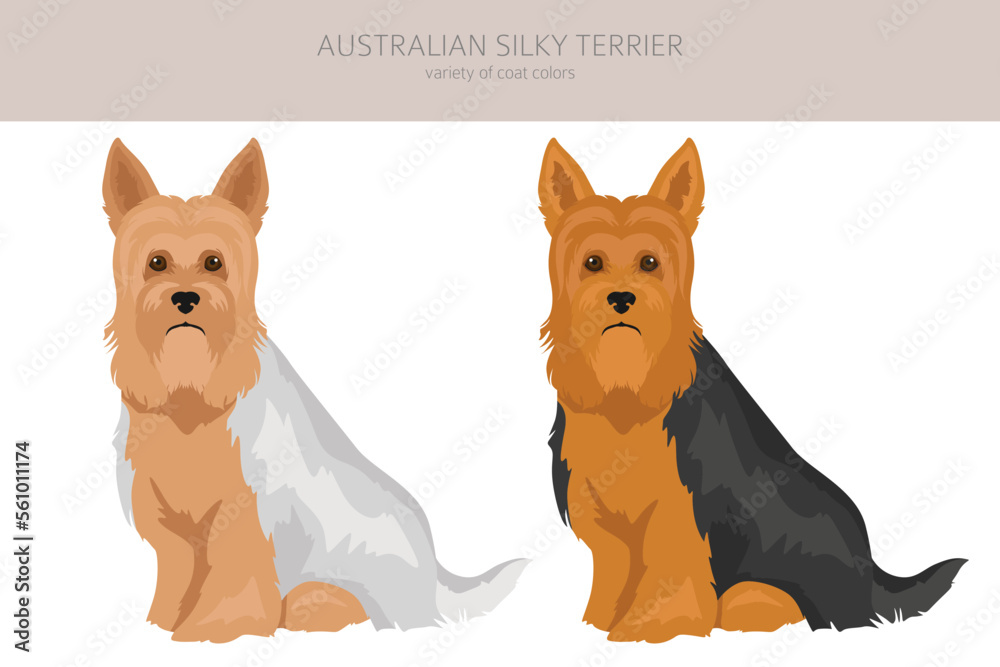 Australian silky terrier all colours clipart. Different coat colors and poses set