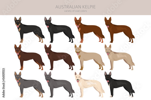 Tableau sur toile Australian Kelpie all colours clipart. Different coat colors set
