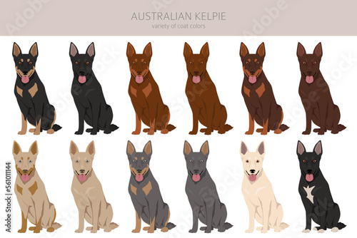 Australian Kelpie all colours clipart. Different coat colors set photo