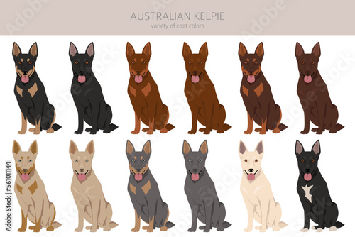 Australian Kelpie all colours clipart. Different coat colors set