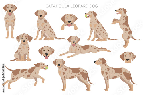 Catahoula Leopard dog clipart. All coat colors set.  Different position. All dog breeds characteristics infographic