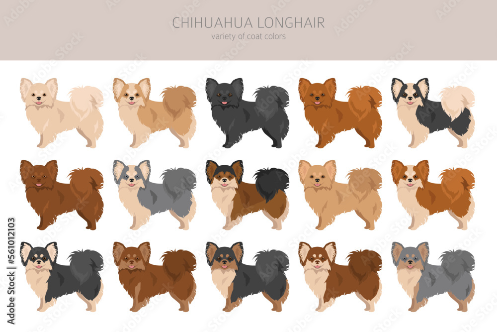 Chihuahua long haired clipart. All coat colors set. Different position